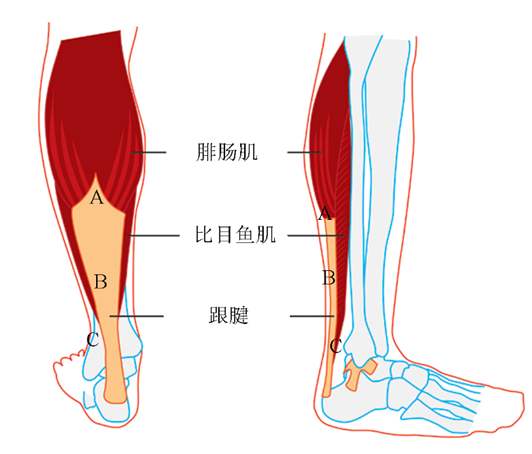 小腿肌肉的起点位置从我们整个鼓鼓的下端生长及纤维能一直向下跨过